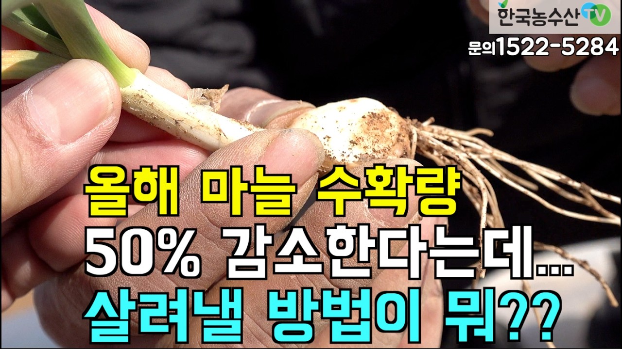 [한국농수산TV] 마늘 수확량 50% 감소를 막아라!!