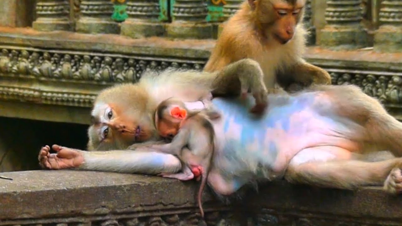 Adorable Pigtail Monkey's Daily Stair Adventure: A Study in Determination