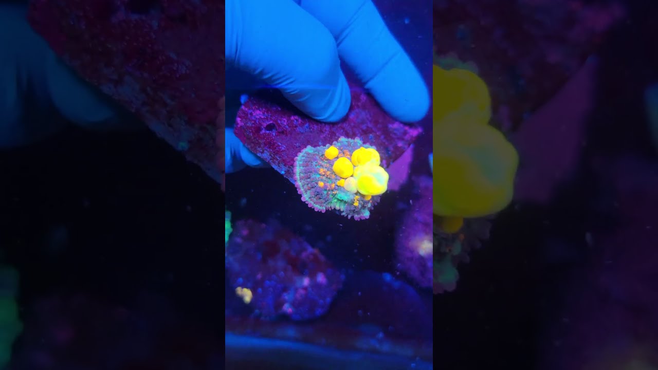 WWC OG Bounce Mushroom