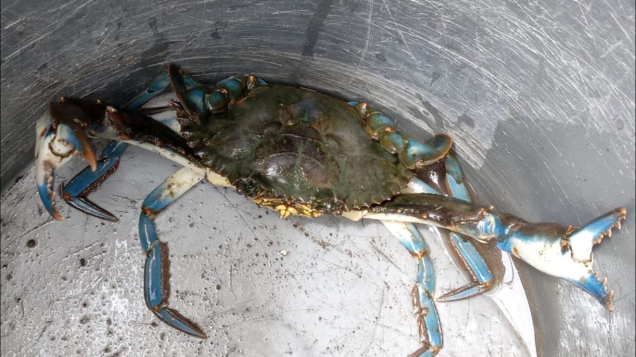PESCA de JAIBA fácil y rápido ( Cocolias de Puerto Rico ) 2023