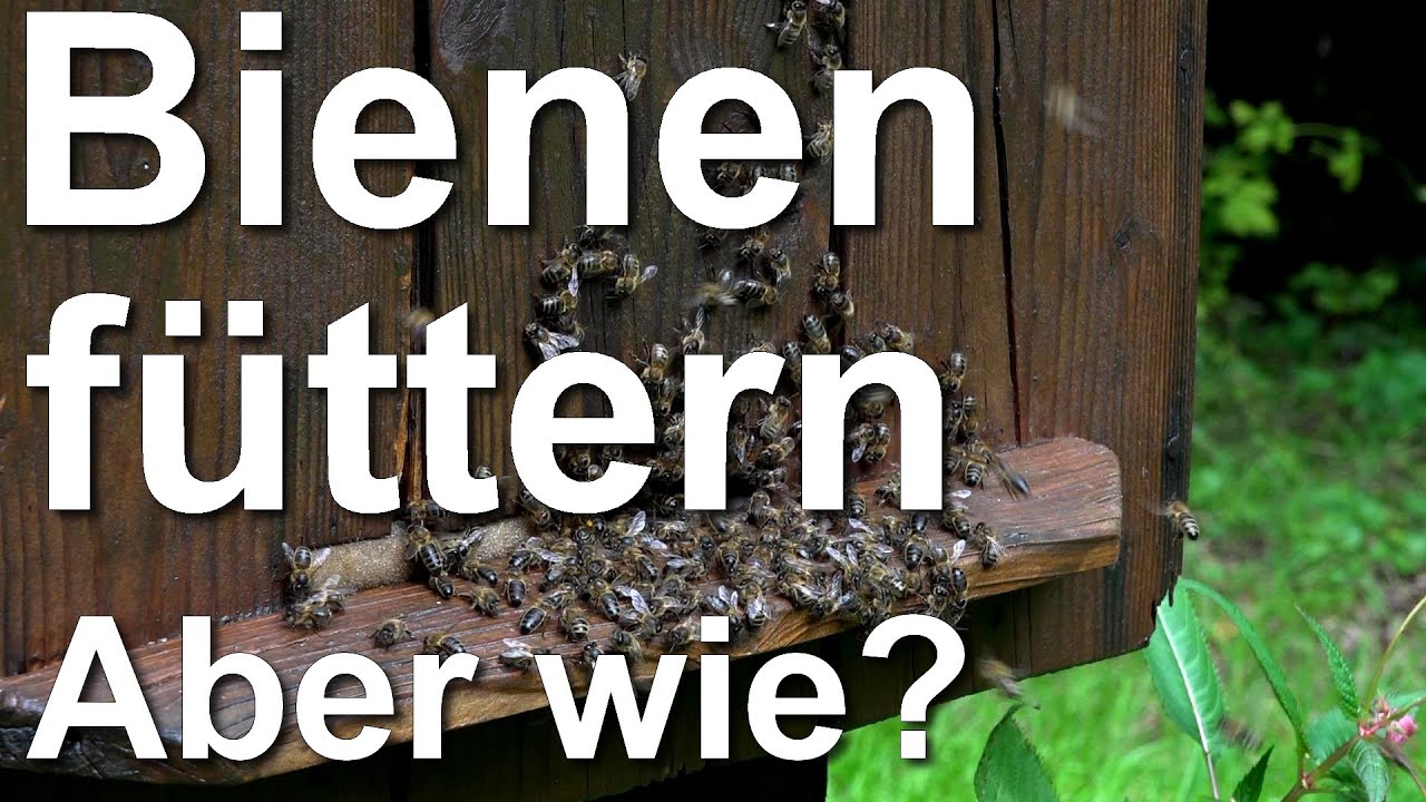 Bienen füttern aber wie? Rundgang Bienenstand: Blätterstock, Klotzbeute, Segeberger Beute, Mini plus