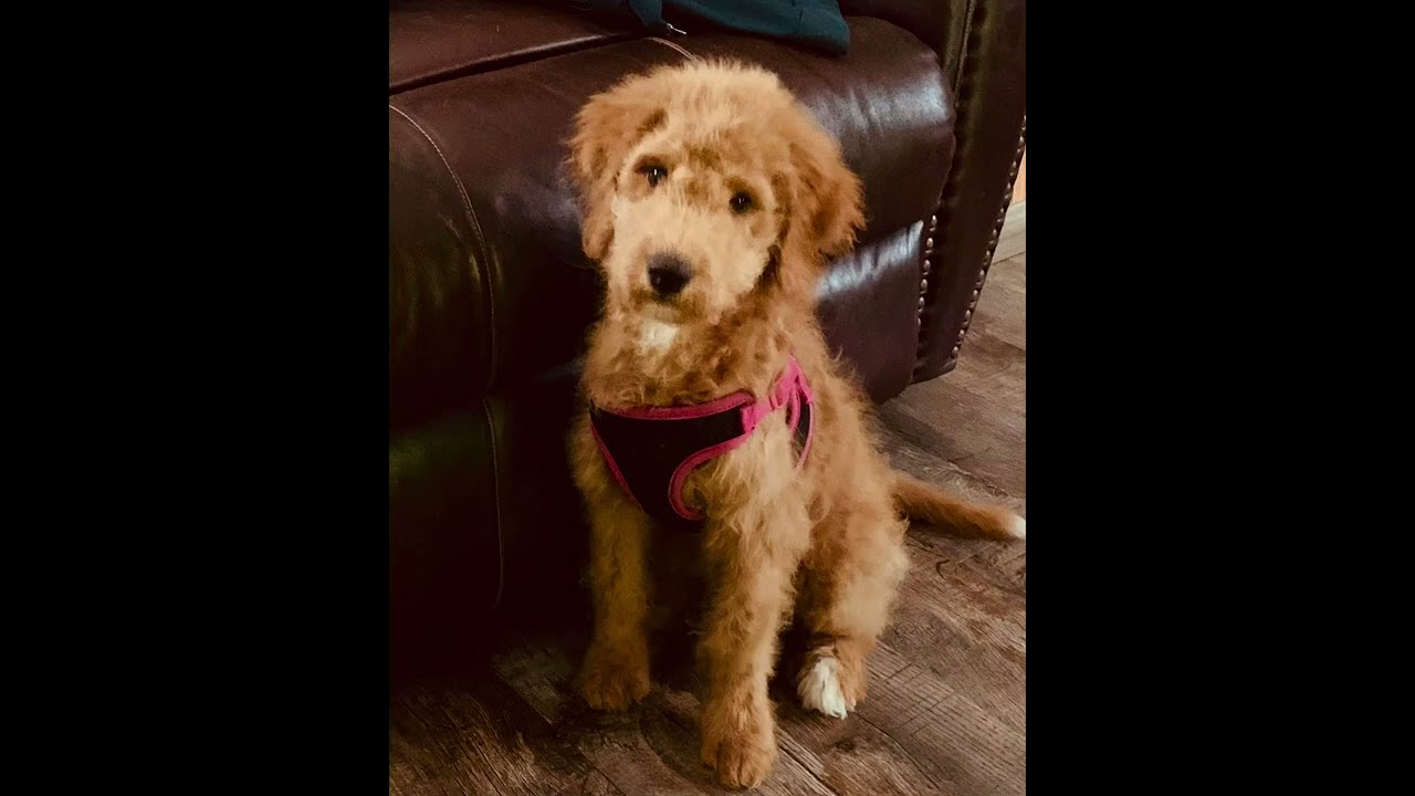 See how a Goldendoodle coat evolves part 2 of 4. Links in description.