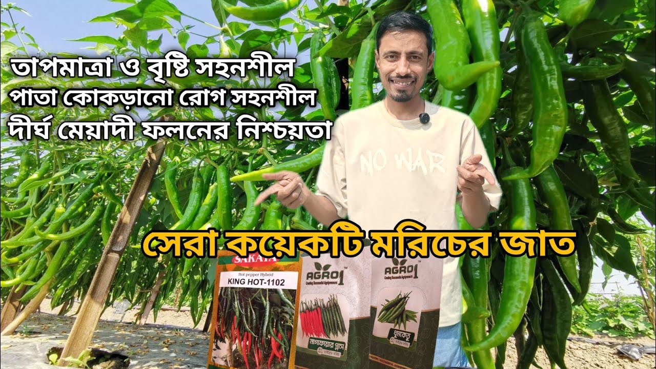 অতিরিক্ত তাপমাত্রা ও বৃষ্টির সহনশীল উচ্চ ফলনশীল সেরা কয়েকটি মরিচের জাত 