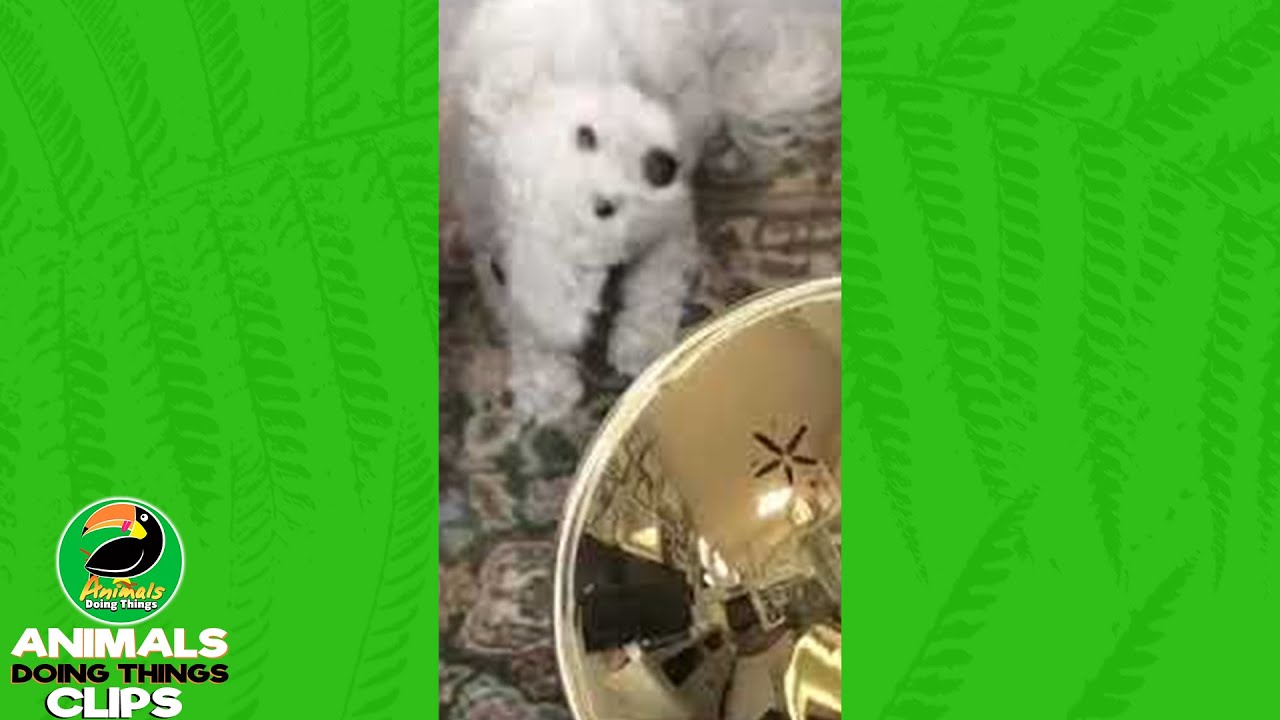 Dog is Very Confused by Trumpet | Animals Doing Things Clips