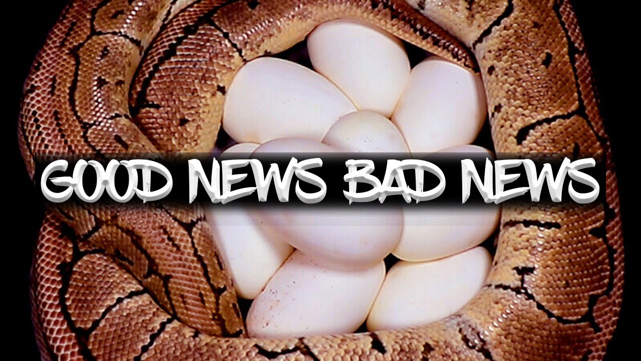 Good News (More Eggs!) and Bad News...
