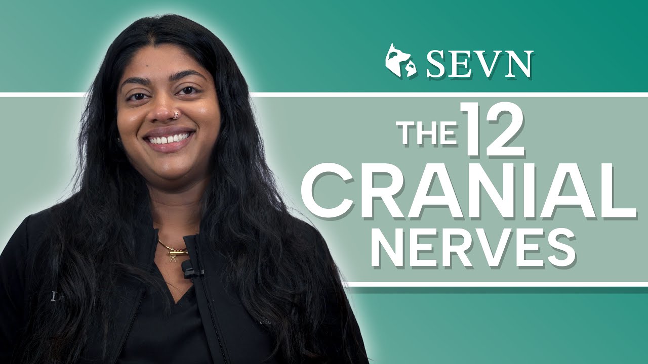 The 12 Cranial Nerves in Pets: How Vets Diagnose Brain Disease Using Neuro Exams