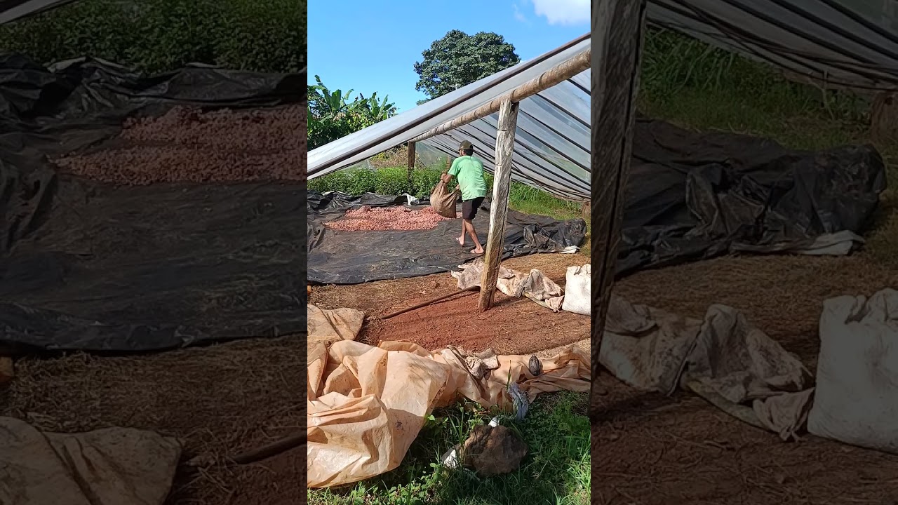 Vamos por o cacau pra secar 