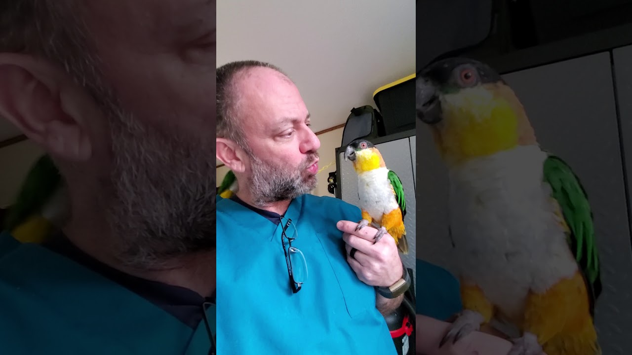 Каики в птичьей комнате...