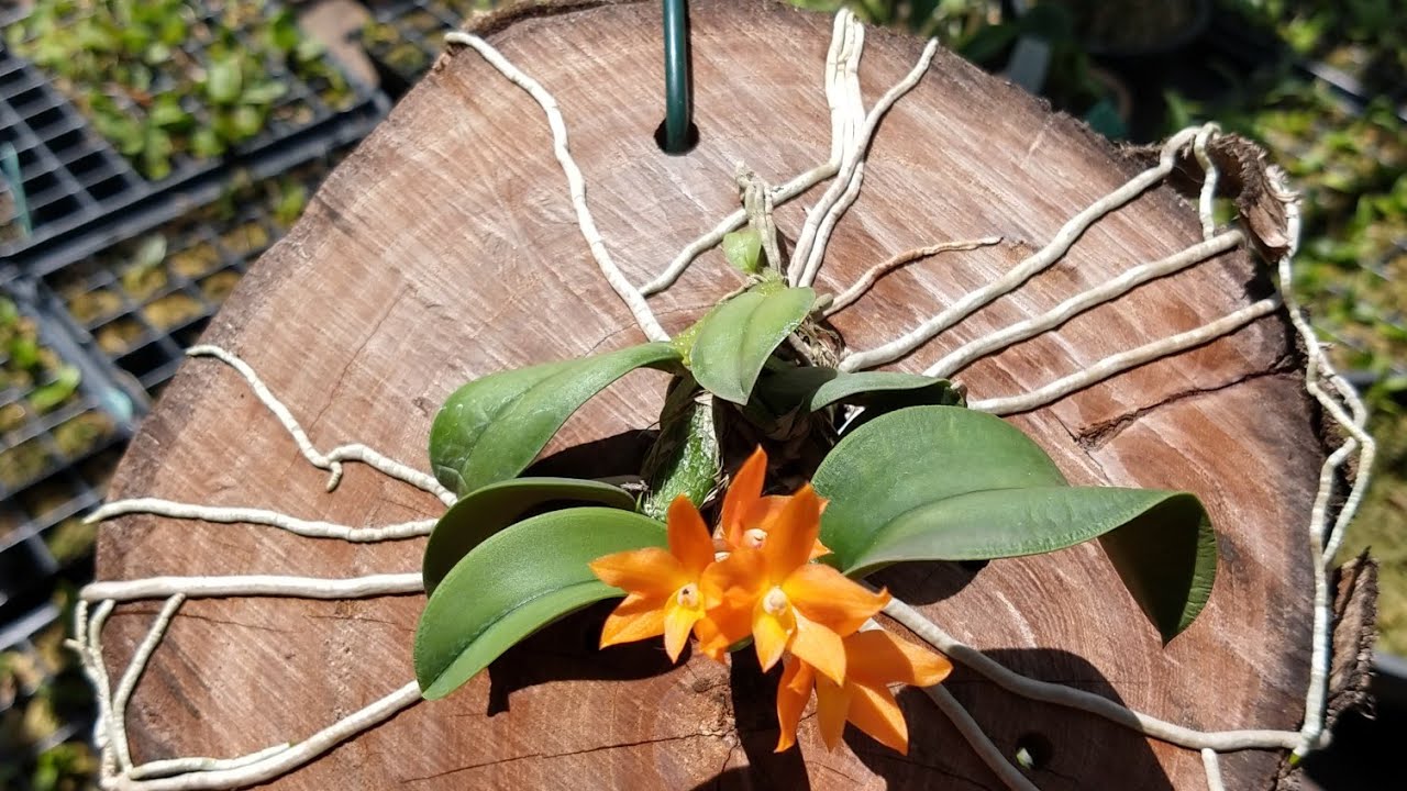 CULTIVO DE ORQUÍDEAS - RESULTADOS