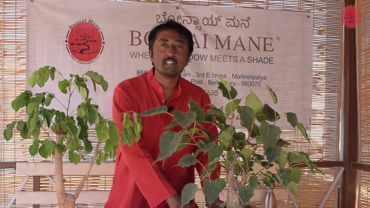 Bonsai Variants | Bonsai Mane Plants | Bonsai Bangalore