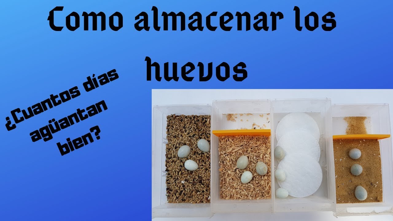 Como almacenar los Huevos y Duración de ellos.