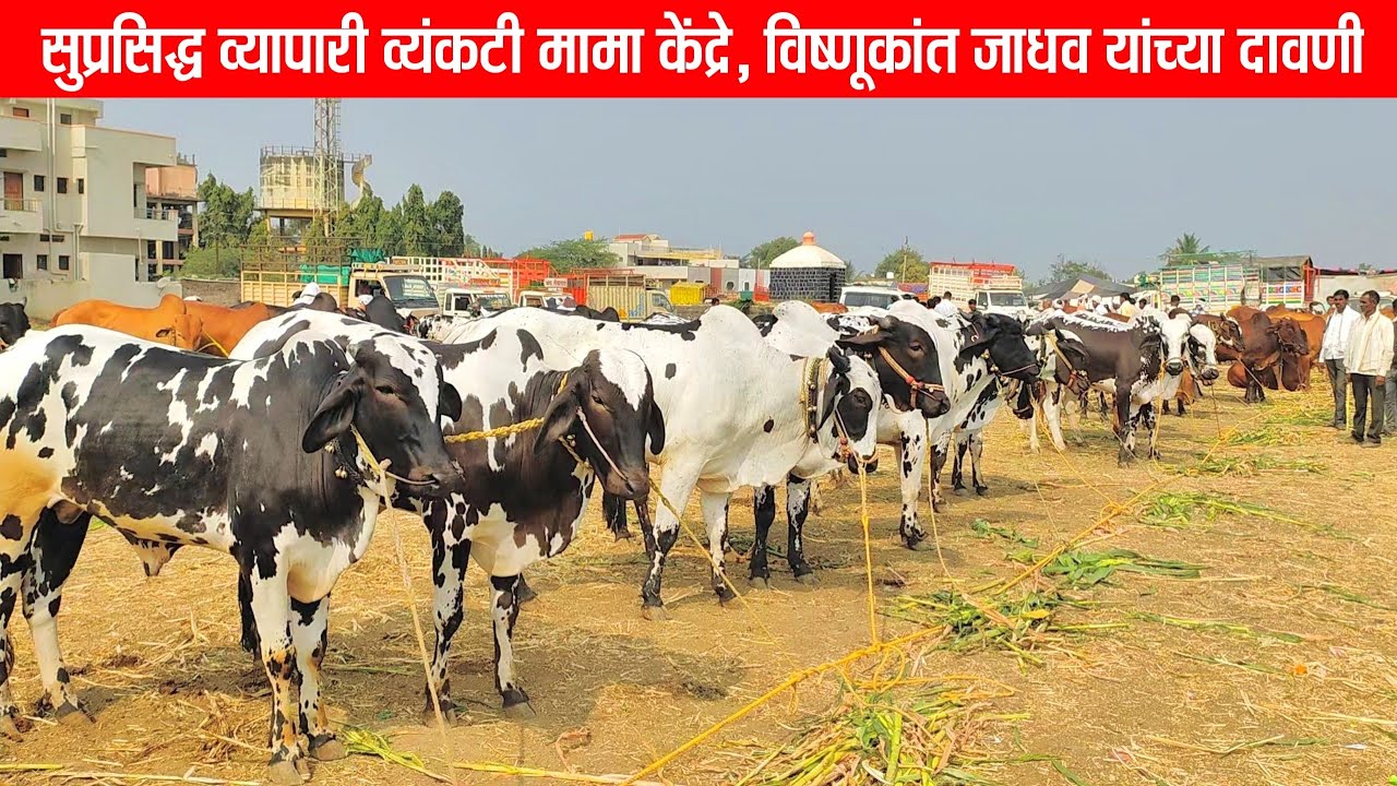 Hali Bail Bazar | हाळी बैल बाजारातील सुप्रसिद्ध व्यापारी व्यंकटी मामा केंद्रे,विष्णूकांत जाधव दावणी