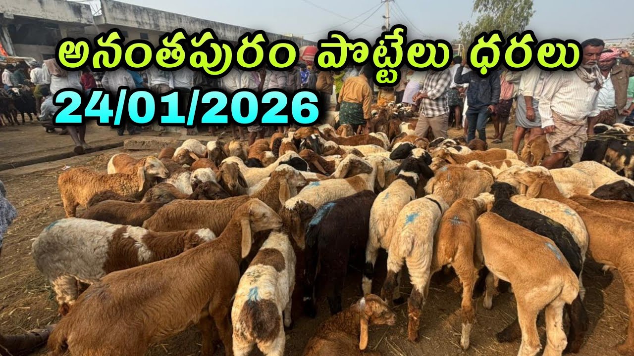 అనంతపురం సంతలో పొట్టేలు ధరలు #anantapurmarket #saturdaymarket