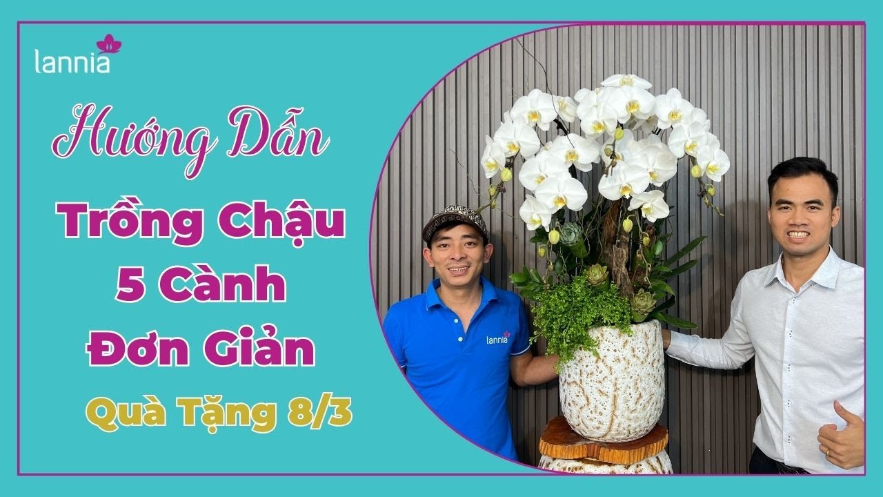 Cách Trồng Lan Hồ Điệp 5 Cành Đơn Giản Cho Người Mới! Quà Tặng Ngày 8 Tháng 3 |Lannia