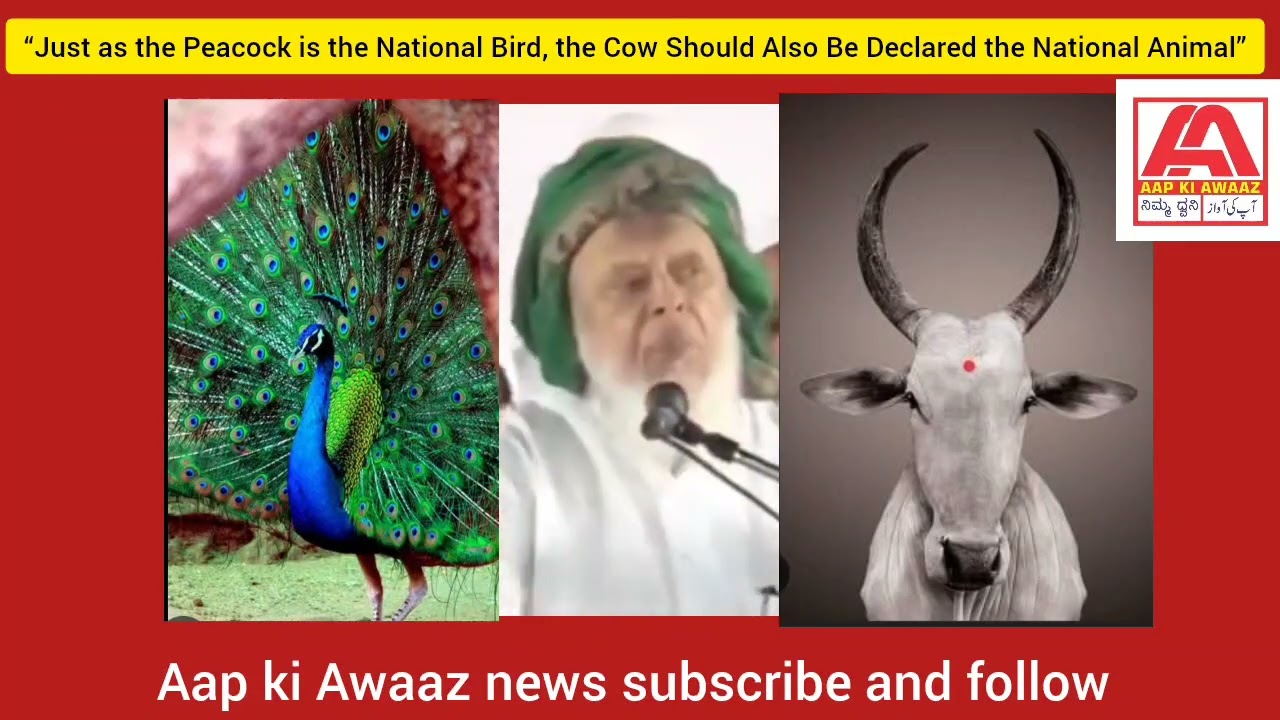 &ldquo;Cow Should Be Declared the National Animal Like the Peacock is the National Bird&rdquo;