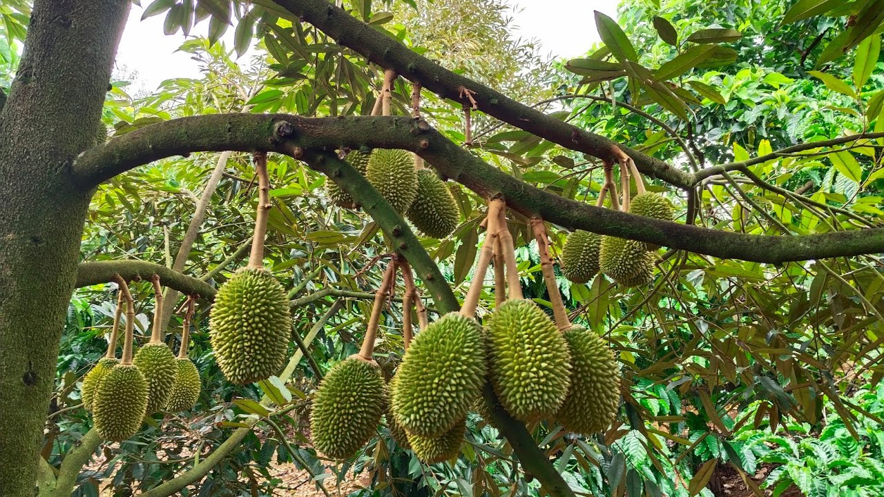 Tâm tư ❤️của nhà vườn làm sầu riêng ❤️