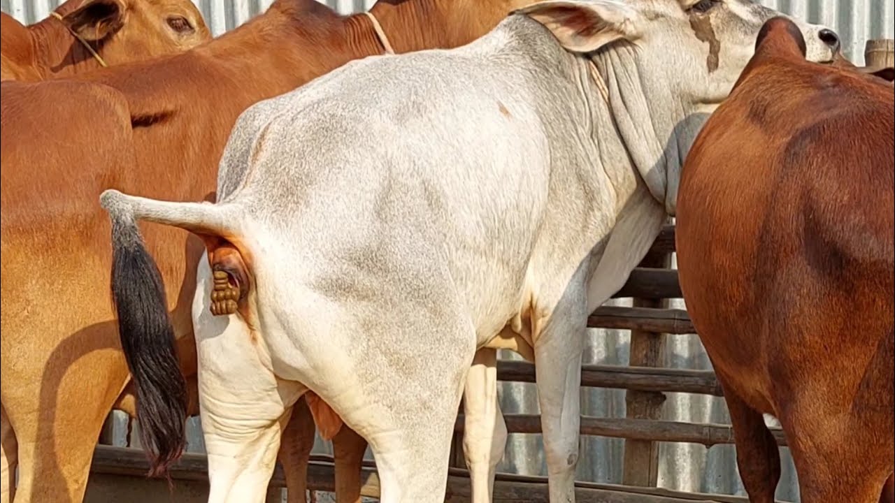 Cow Potty, Beautiful Few Cow In A Place | Cow Pooping Cow Dung And Cow Videos At Afternoon In Summer