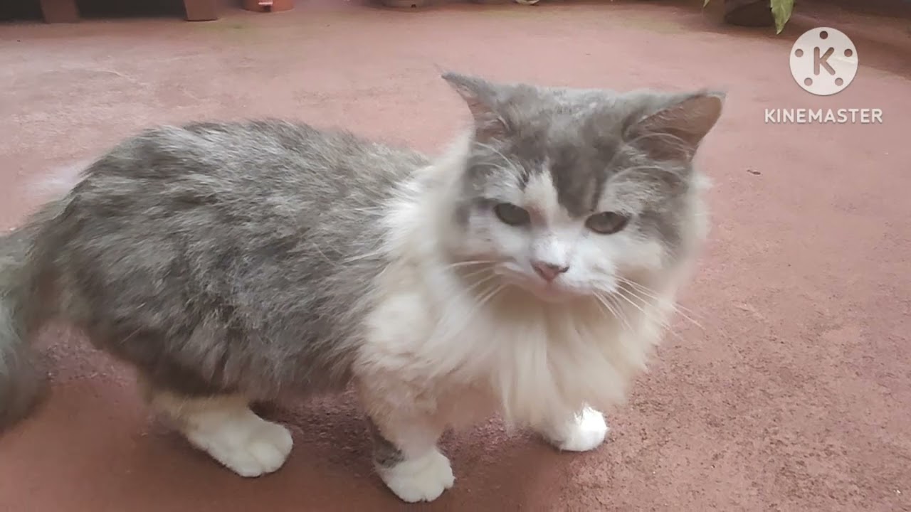 Foreign Cat | Cute cat | Rare breed Cat | Cuddle with Cat | Cat cuddle | Pet Cat