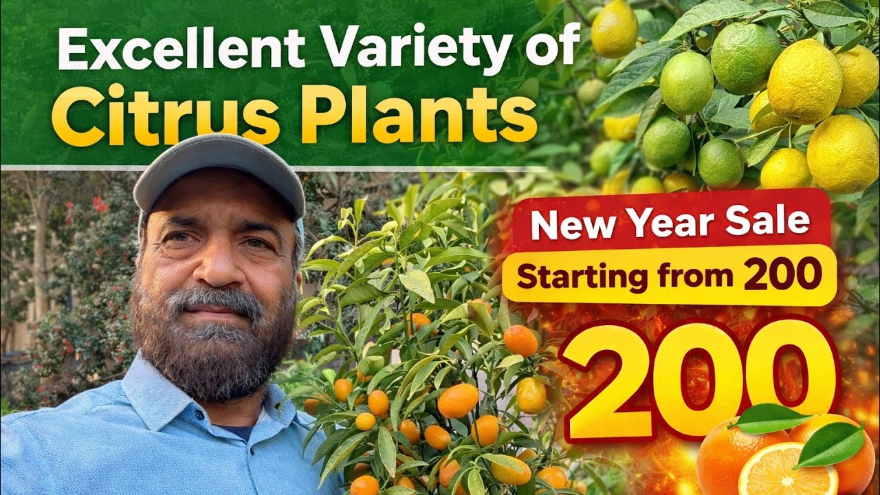 New shipment citrus plants /Grow, & Care for Citrus Trees