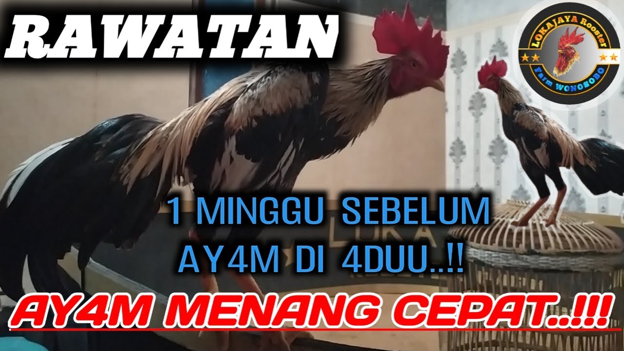 RAWATAN 1 MINGGU SEBELUM AY4M DI 4DU / CARA MENYIAPKAN AY4M SEBELUM DI 4DU