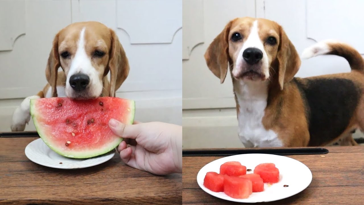 Beagle Loves Eating Crunchy Watermelon