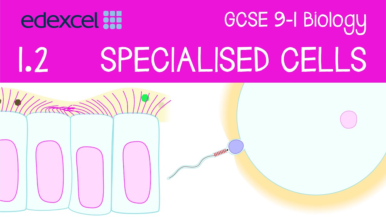 Биология GCSE: специализированные клетки (сперматозоид, яйцеклетка, мерцательный эпителий, эритро...