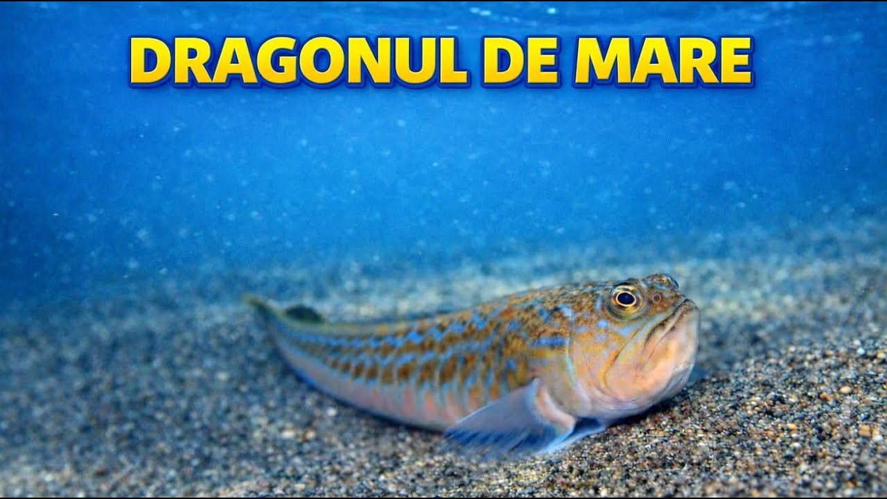 Cel mai Periculos Pește din Marea Neagră !!!