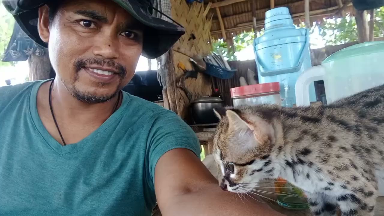 visayan leopard cat (Danaya play with brono )