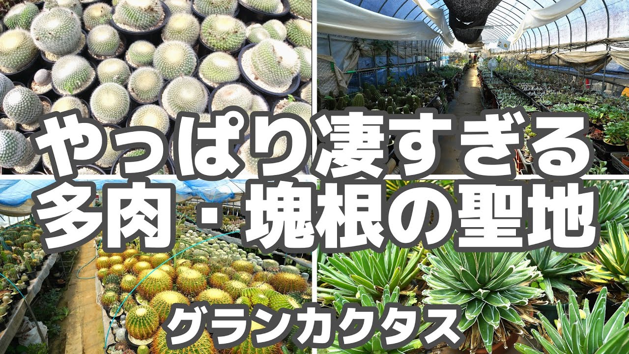 多肉・塊根植物どんだけあんの！？いくらいても飽きない聖地【グランカクタス】（中編）