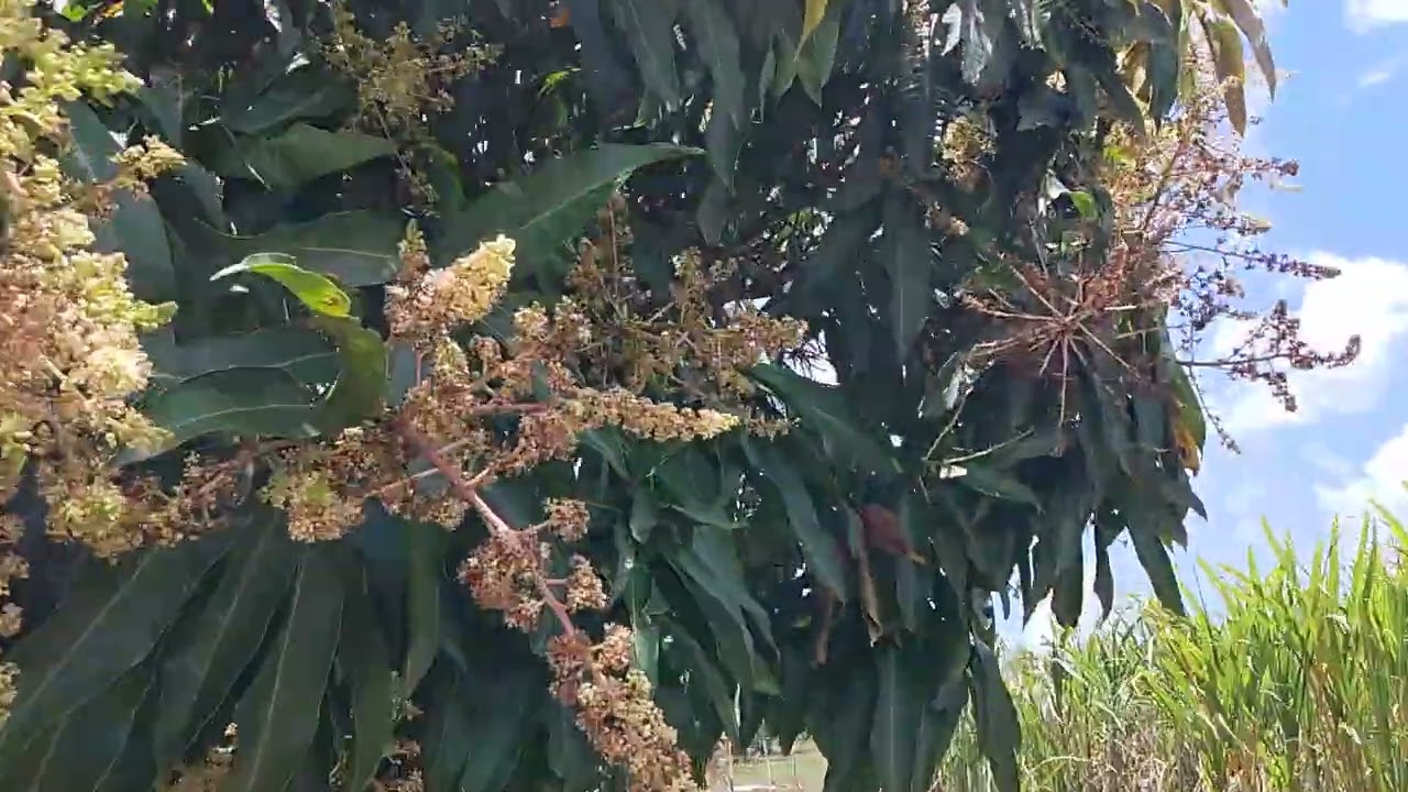Mostrando dois Açude para vocês localização Pedra Grande Nova Cruz RN 