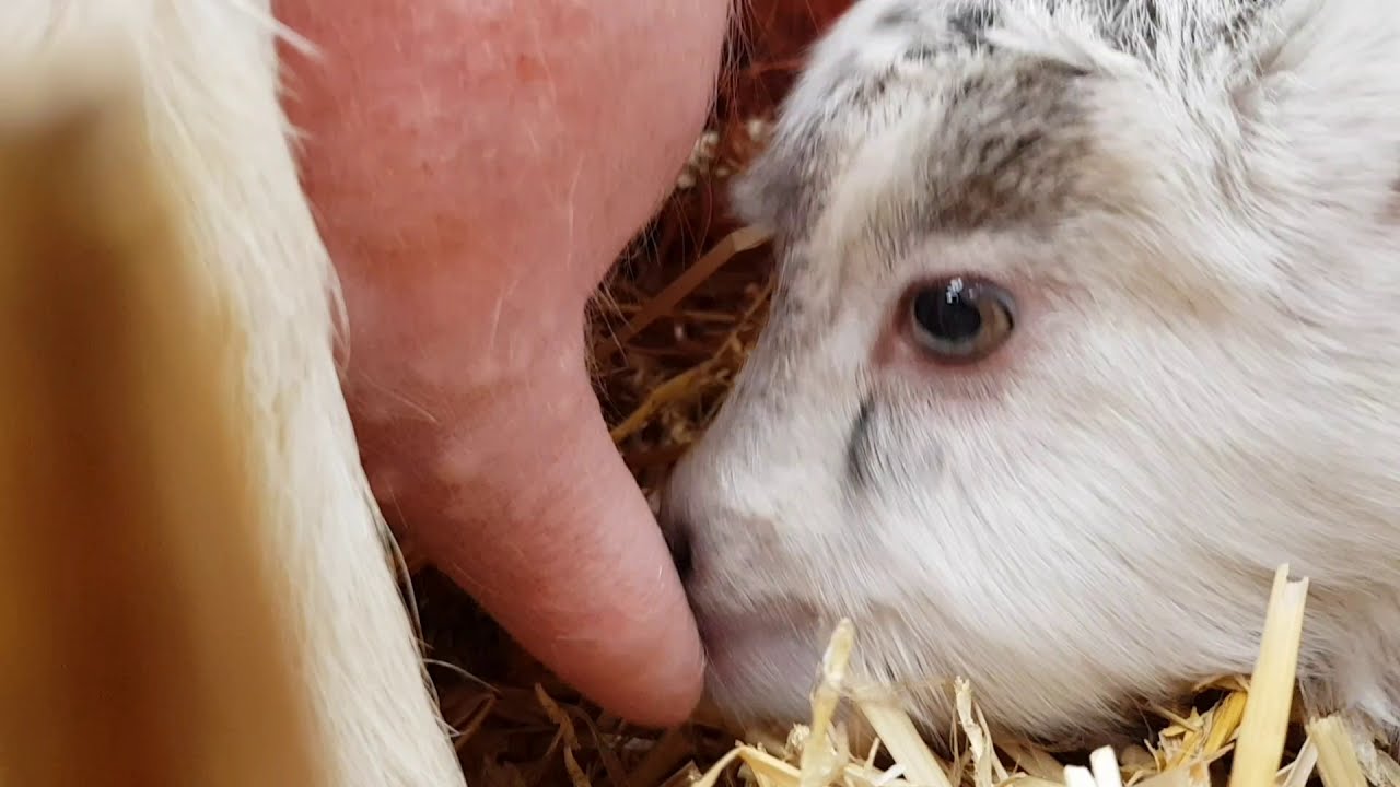 Getförlossning - råmjölk