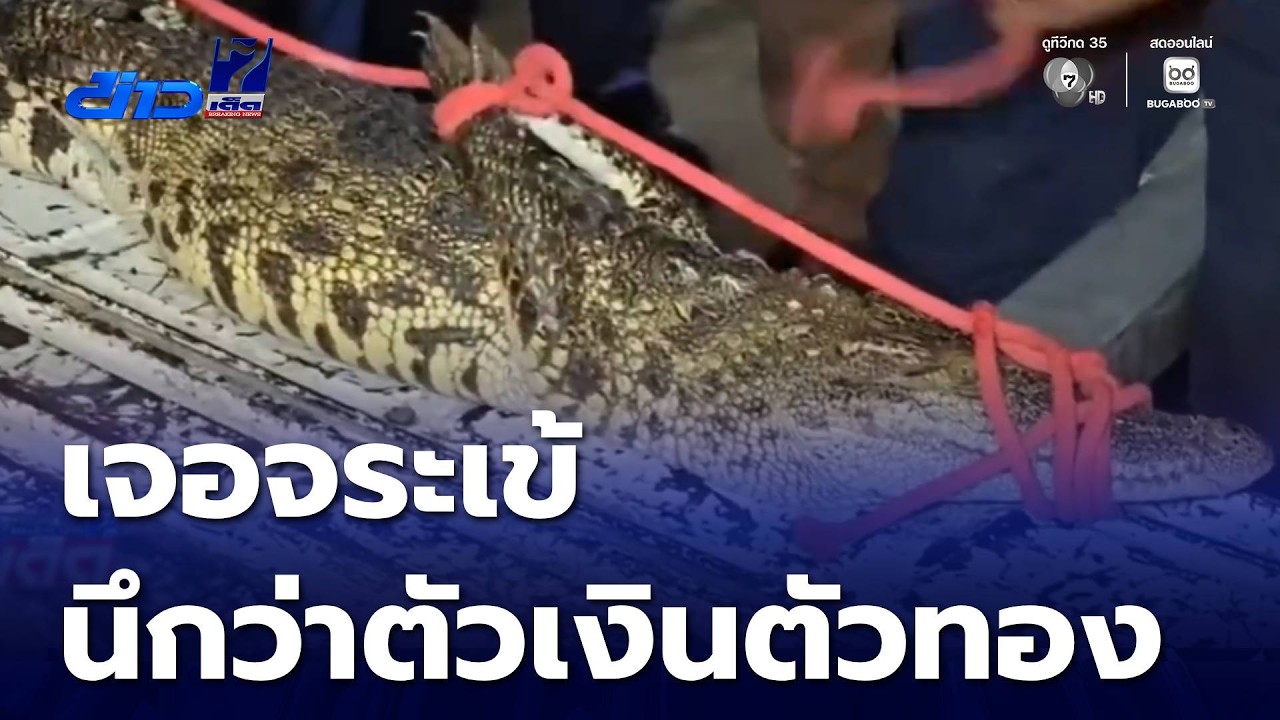 เจอจระเข้ นึกว่าตัวเงินตัวทอง | ข่าวเด็ด 7 สี