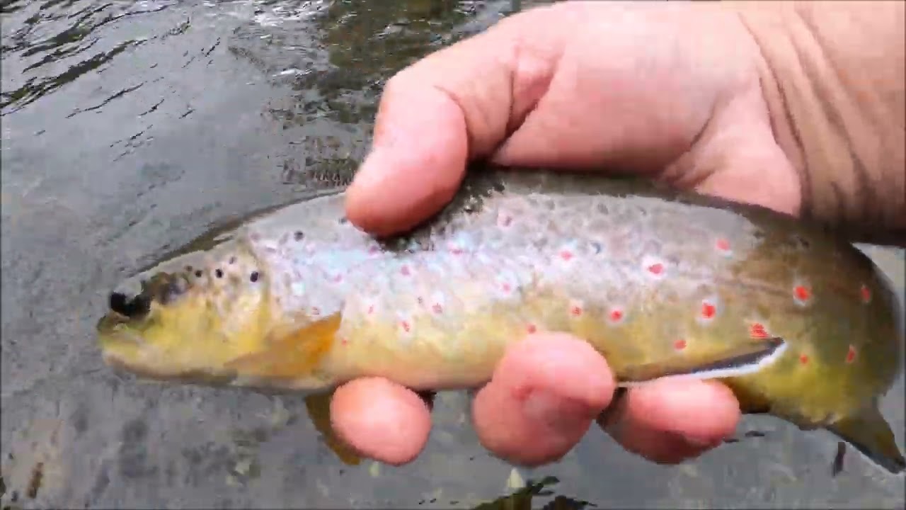 Session truites a la nymphe rivière ariège