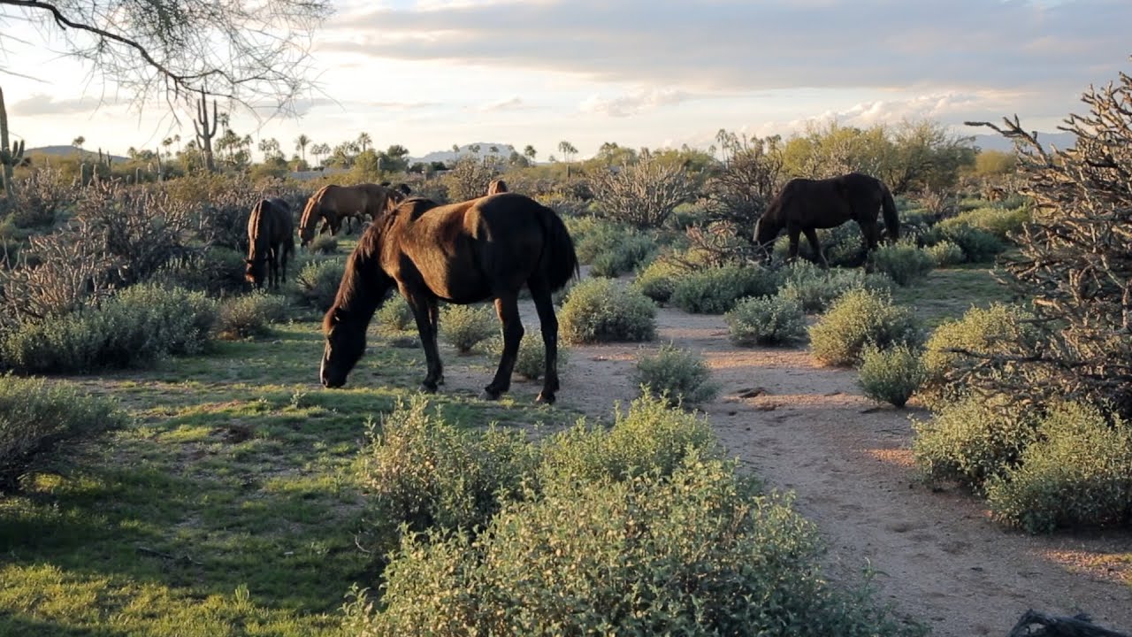 VERDE RIVER WILD HORSES - ON THE RANGE - 2   - 01/04/26