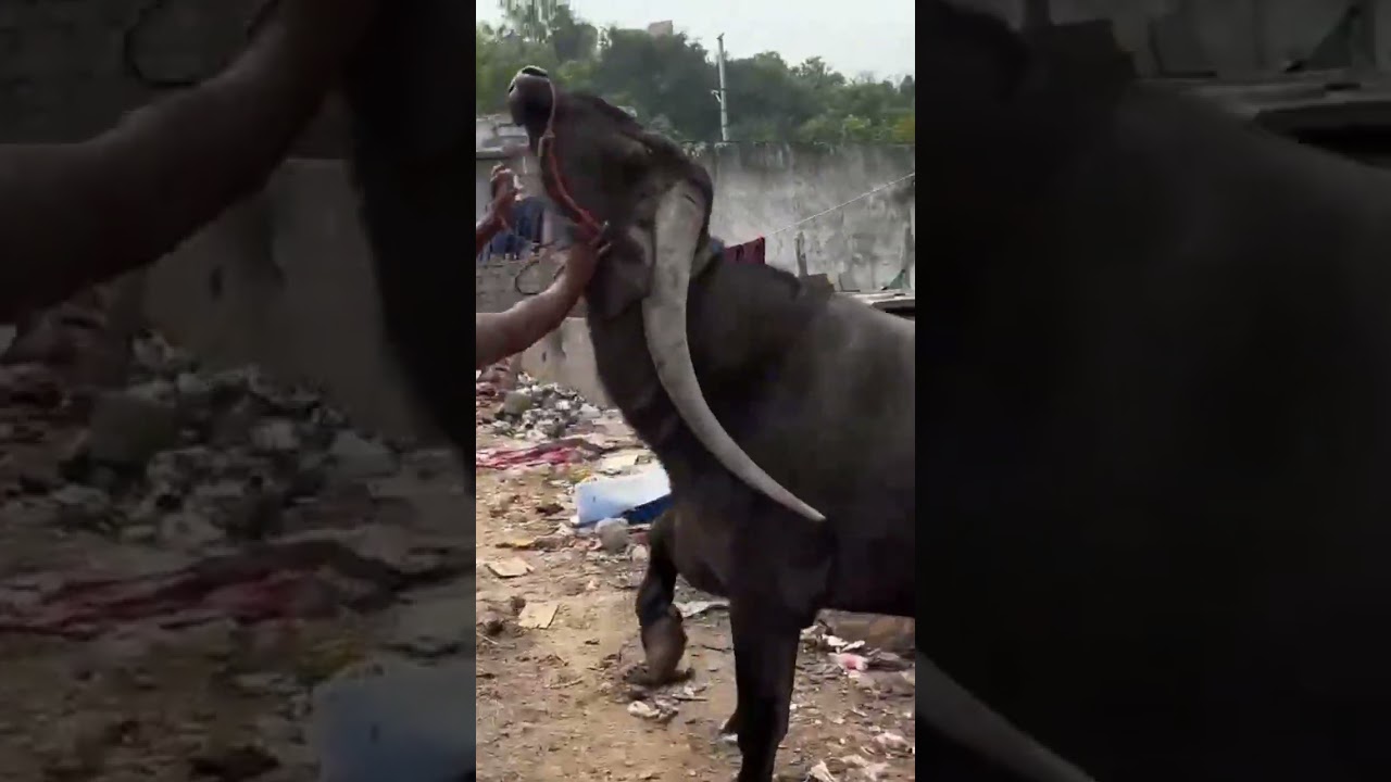Madhapur kittu #bhai #getreadywithme #madapur#sadarfestival#bull#bullfightmaharashtra#hariyana#bulls
