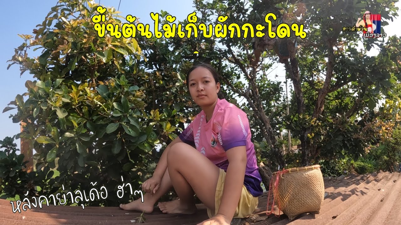 ขื้นต้นไม้เก็บผักกะโดนน้ำ  หลังคาย่าลุเด้อ ฮ่าๆ...ความสุขบางครั้งก็อยู่ไม่ไกล