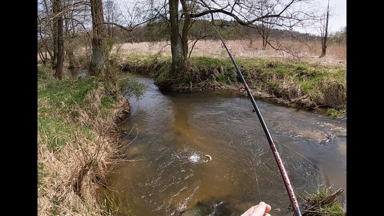 Wędrówka w dół rzeki za pstrągami