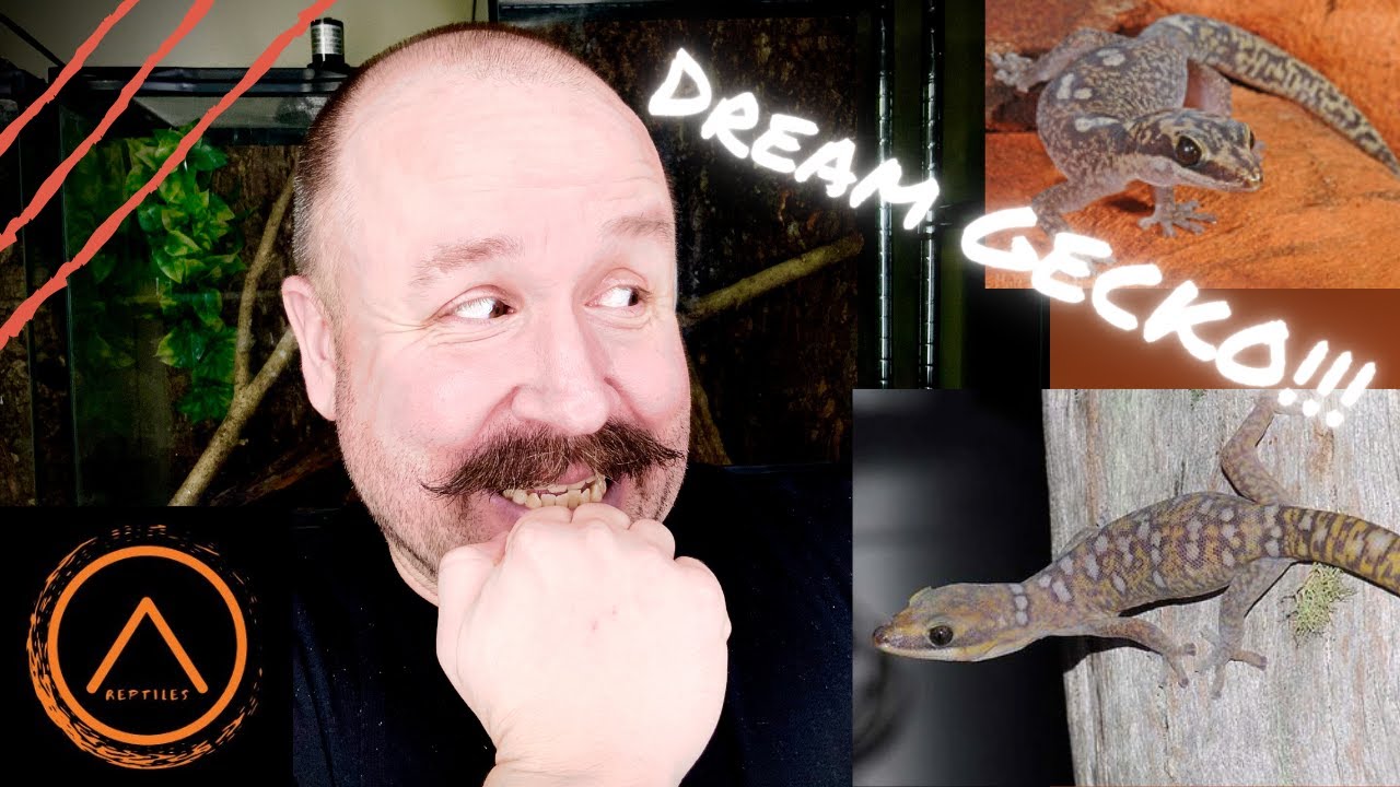 Velvet Geckos are here!!!!!!!