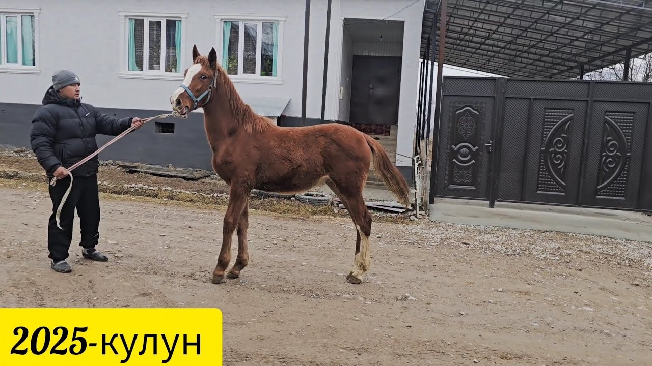 Жерде кашка кулун Тел:+996 220 049 392.