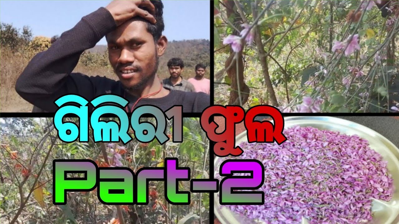 #Giliri phula #part-2  #odia#short#clip#Odia #Vedio #ଗିଲିରି ଫୁଲ #ଓଡ଼ିଆ #ଭାଷାରେ #ଓଡ଼ିଆ #ଭିଡିଓ