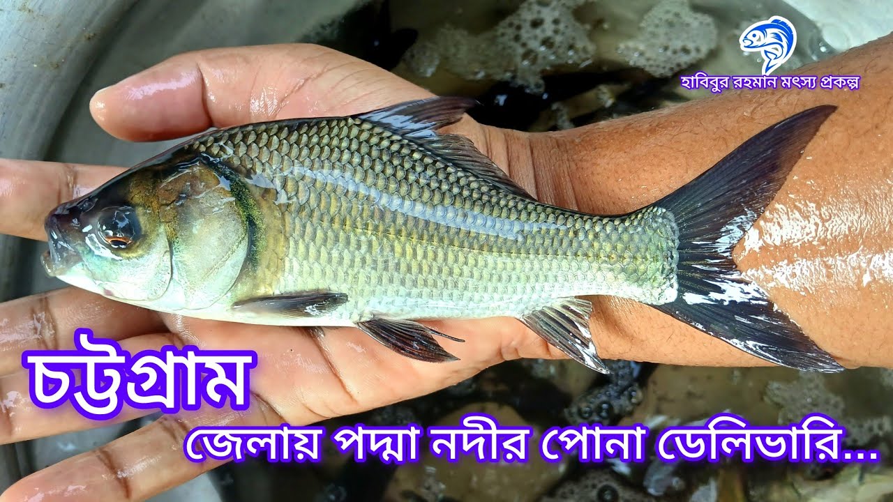 ৩৭৮.. চট্টগ্রাম জেলায় পদ্মা নদীর চাপের পোনা ডেলিভারি। 