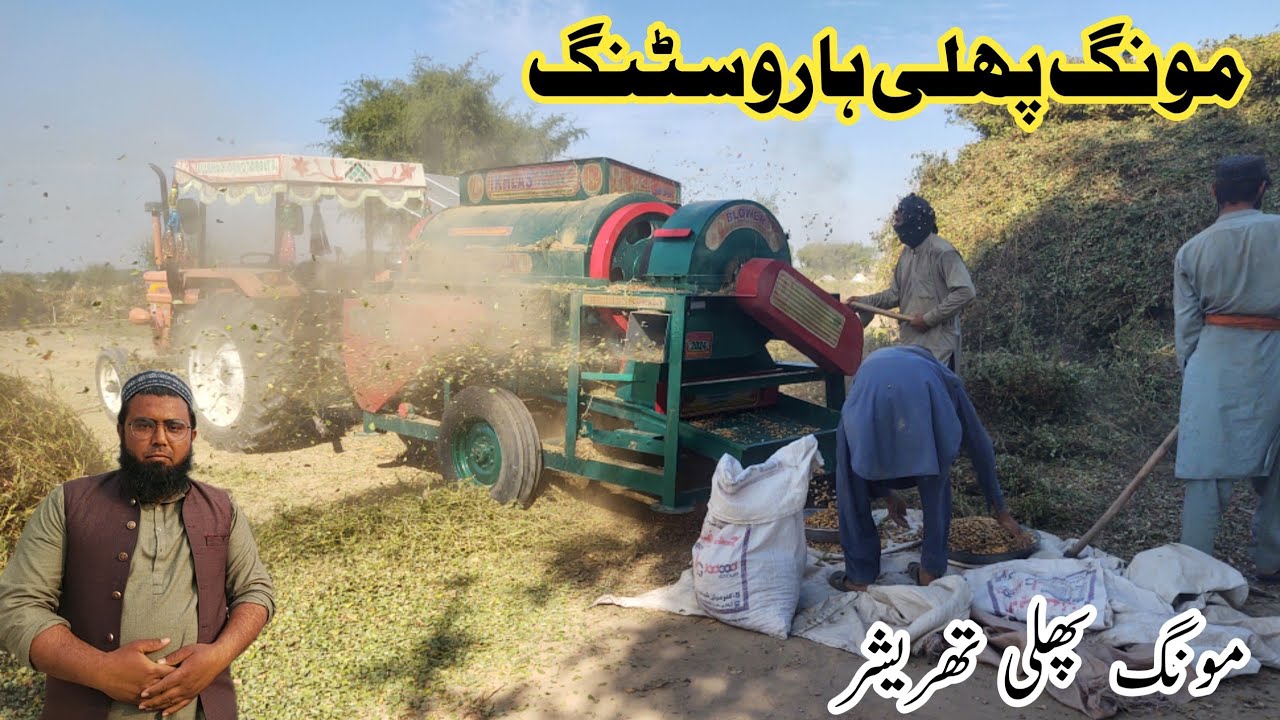 mong phalli session harvesting| mong phalli| Muslim village life | village vlog