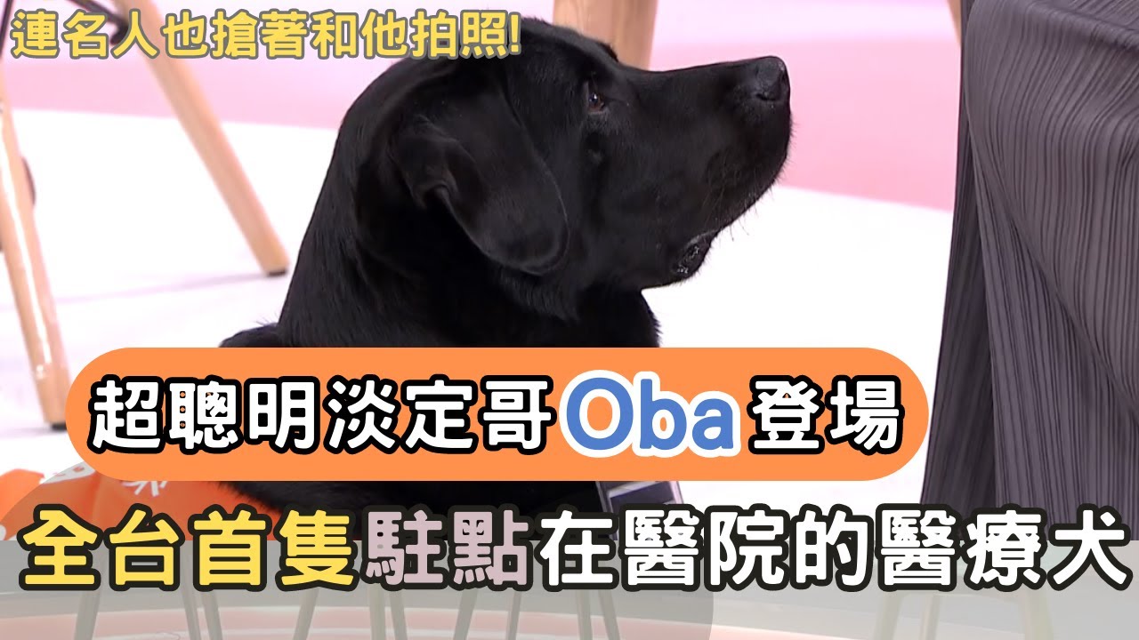 超聰明淡定哥Oba登場！全台首隻駐點在醫院的醫療犬！
