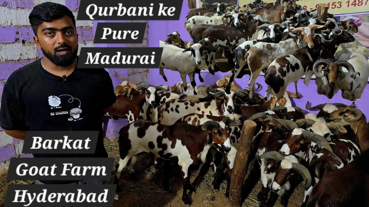 Pure Madurai sheep's in langar house | Top notch Madurai mende Available at Barkat farm's Hyderabad