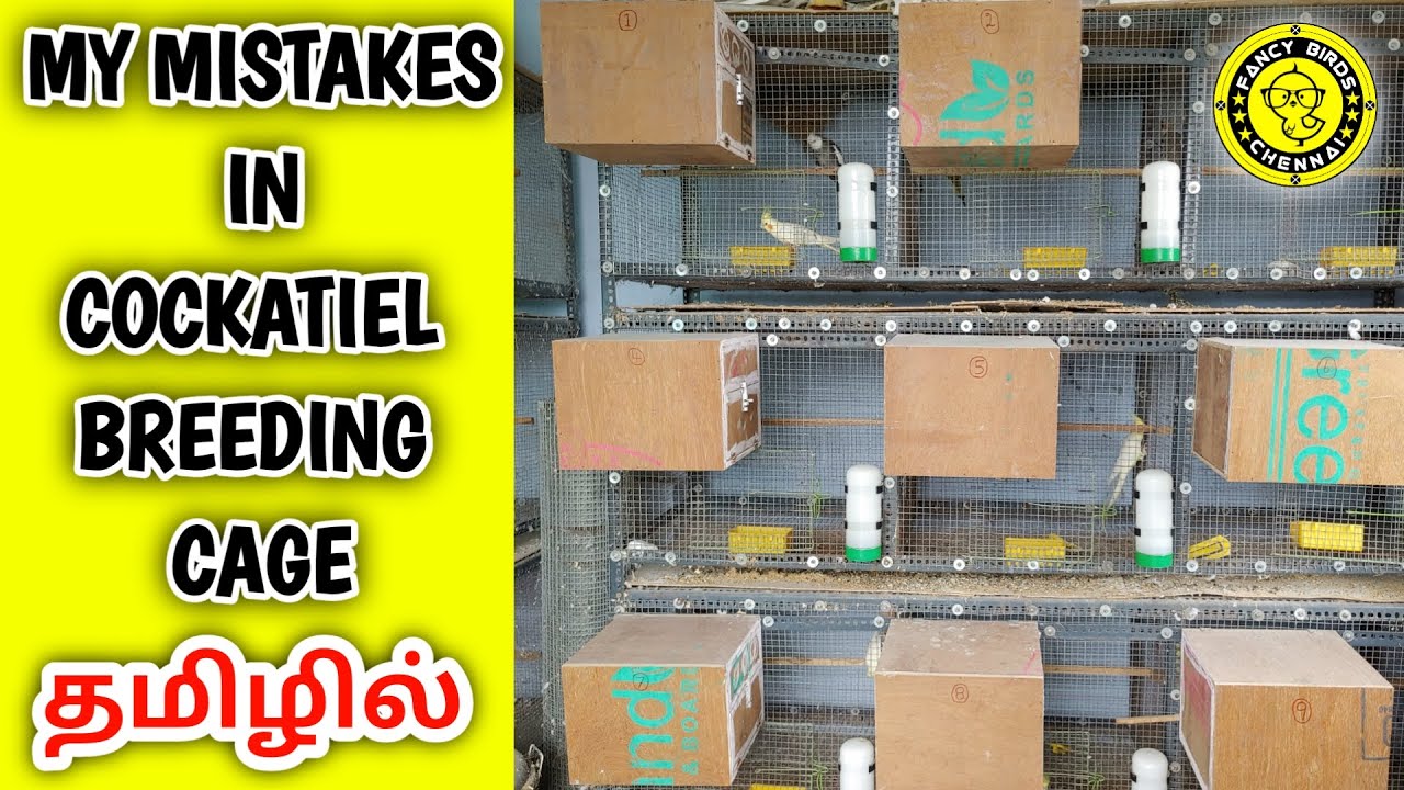 My Mistakes In Cockatiel Birds Breeding Cage Setup | தமிழில் | Wish U Advance Happy New Year 2021🌟