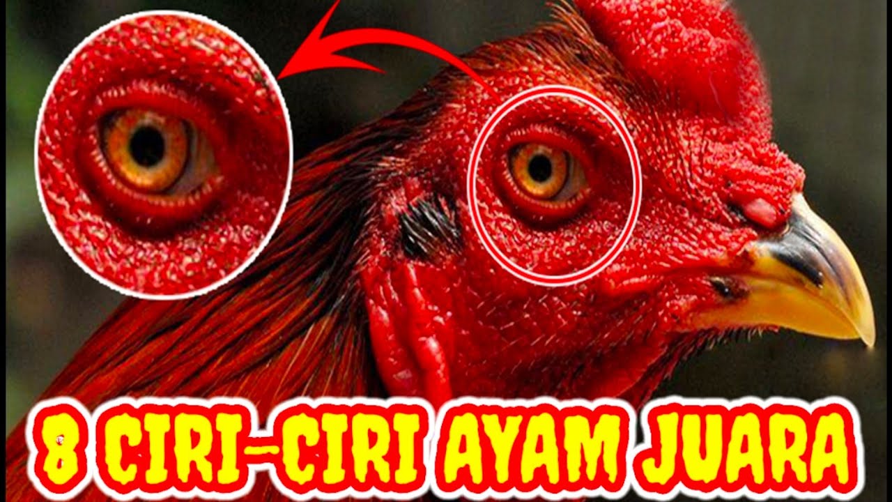 8-CIRI 4YM JUARA