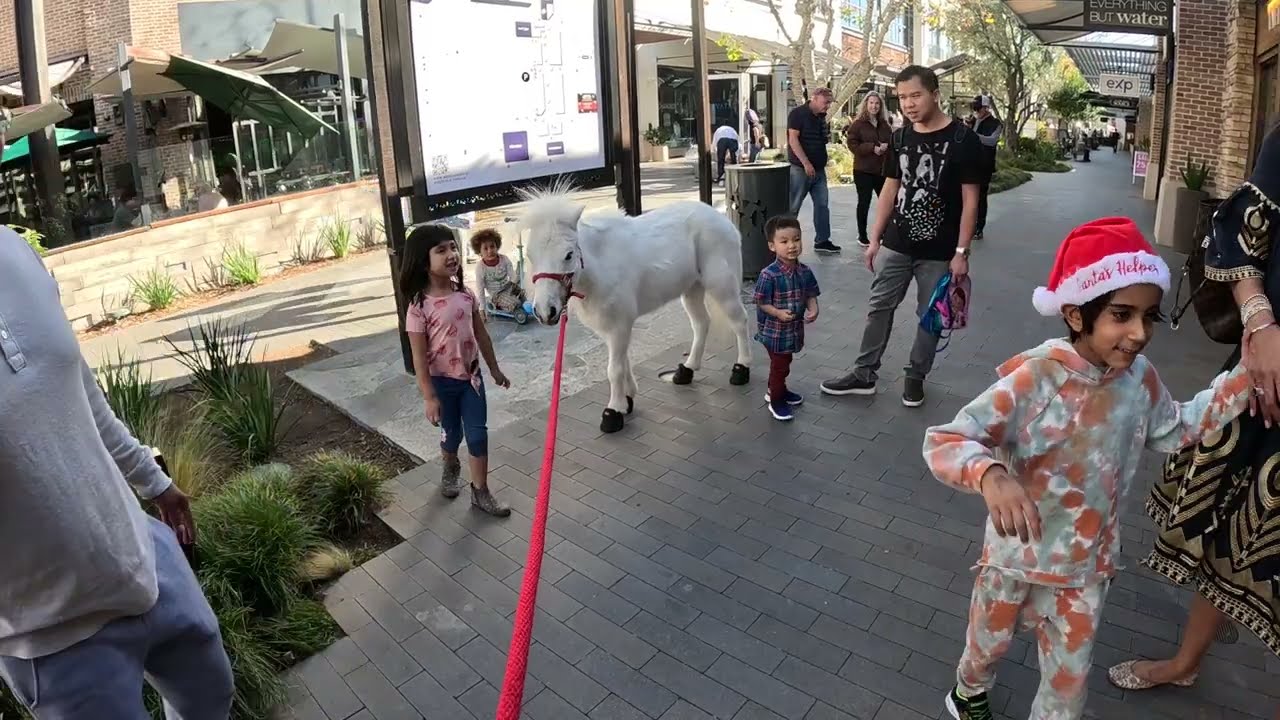Lt. Rowdy Mini Horse Visiting Westfield Topanga Village (38)