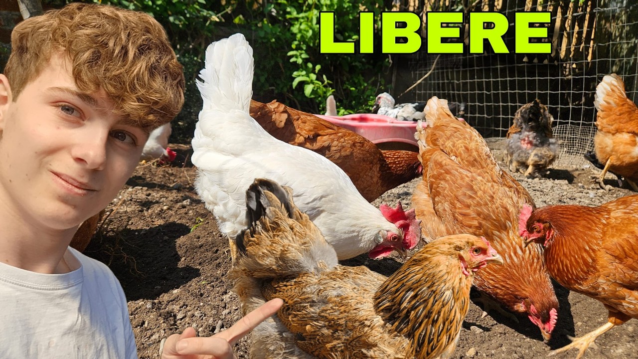 LIBERO le GALLINE nel NUOVO GIARDINO| The chicken coop|