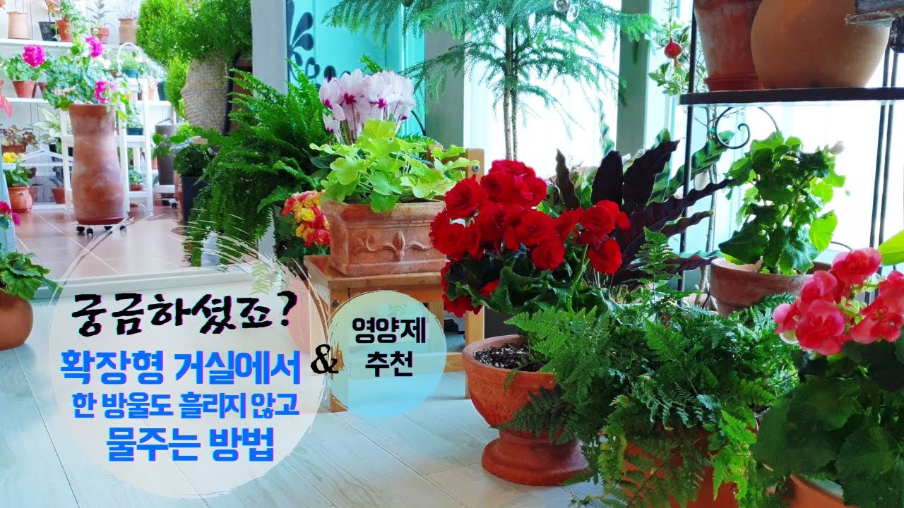 확장형 거실에서 흘리지 않고 물주는 방법 / 식물 영양제 추천 / 거실 베란다에서 식물 물주기 요령
