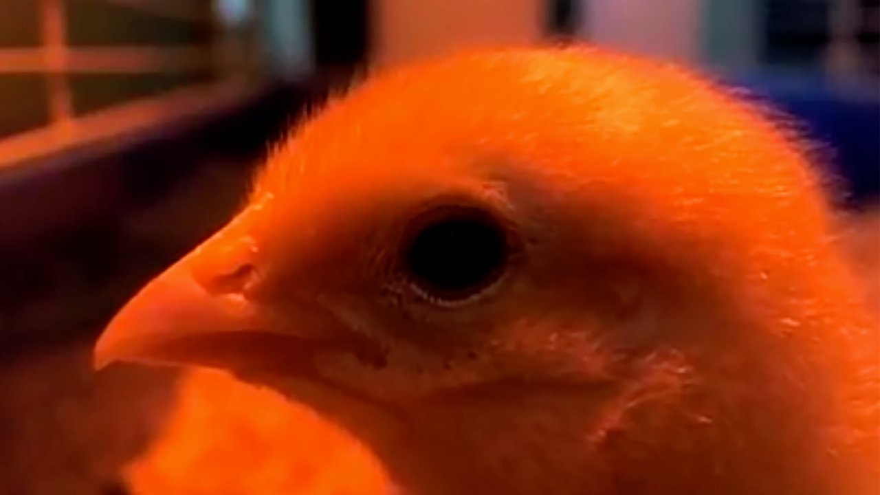 Propelics Chicken Cam Live Stream